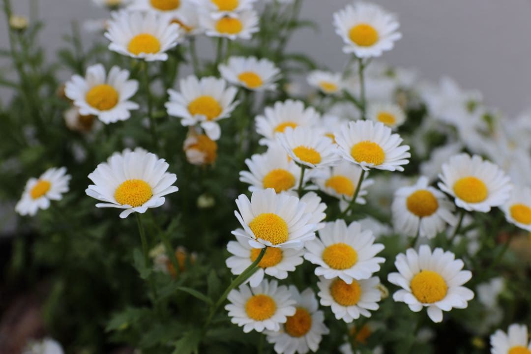 Canon EOS 80Dレンズ4本 sigma 17-50mm f2.8