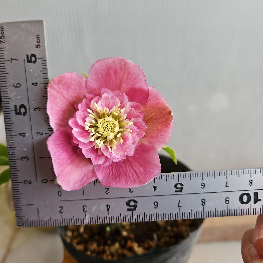 ★happy rose様ご購入苗㉖-436㉖-437クリスマスローズ