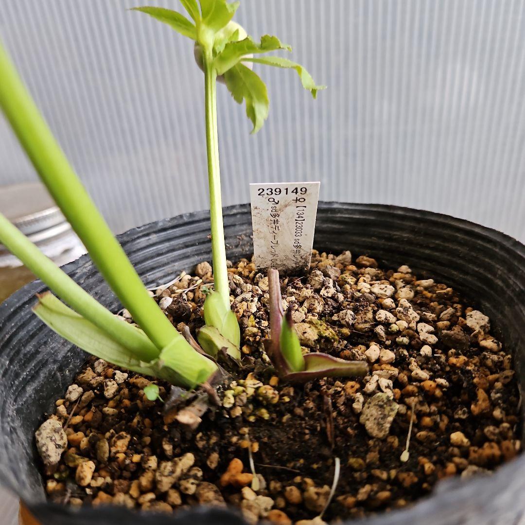 ★happy rose様ご購入苗㉖-436㉖-437クリスマスローズ