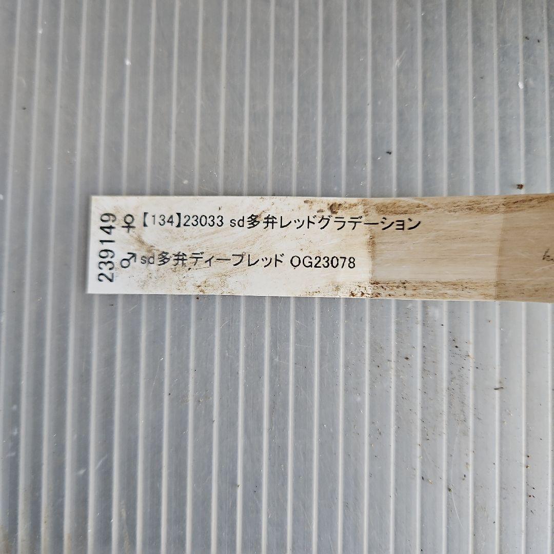 ★happy rose様ご購入苗㉖-436㉖-437クリスマスローズ