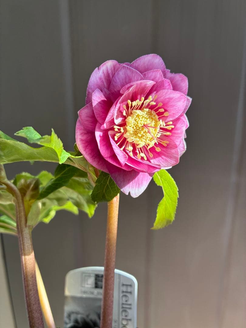 ♡広瀬園芸♡美少女ピンク白抜け　ソレイユ系