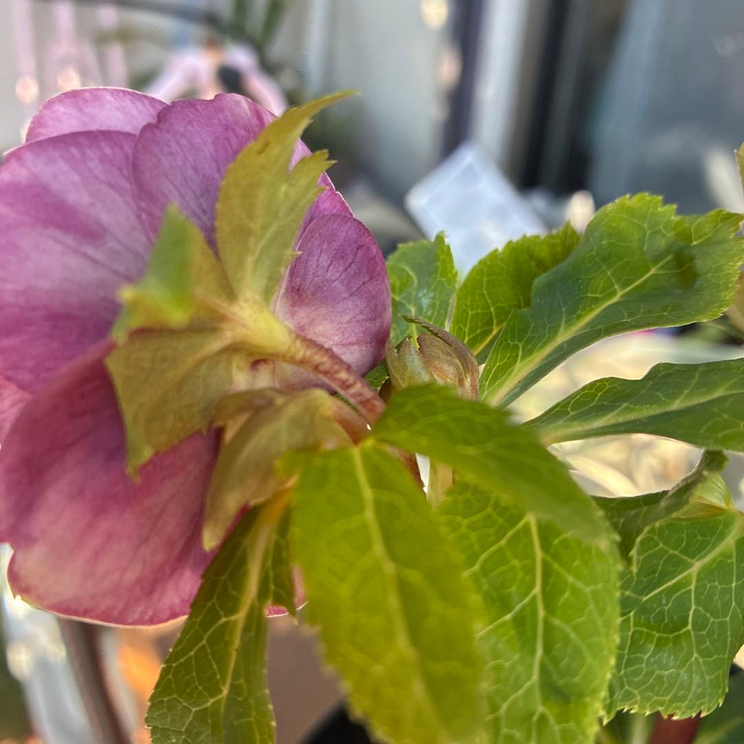 ♡広瀬園芸♡美少女ピンク白抜け　ソレイユ系