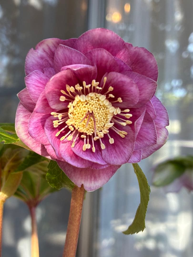 ♡広瀬園芸♡美少女ピンク白抜け　ソレイユ系