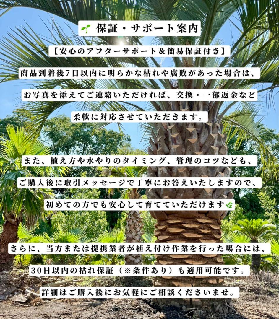 ココスヤシシルバーリーフ【極太】葉先250cm幹回り100cm 幹高50cm