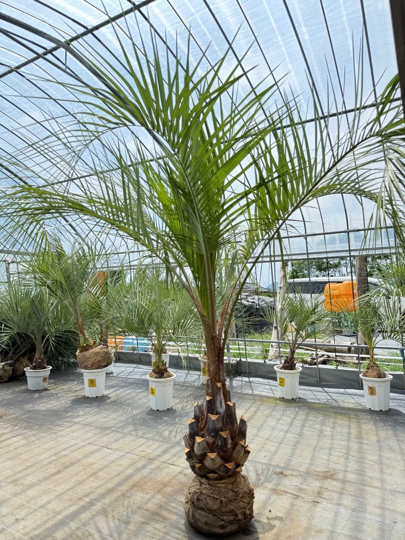 ココスヤシシルバーリーフ【極太】葉先250cm幹回り100cm 幹高50cm