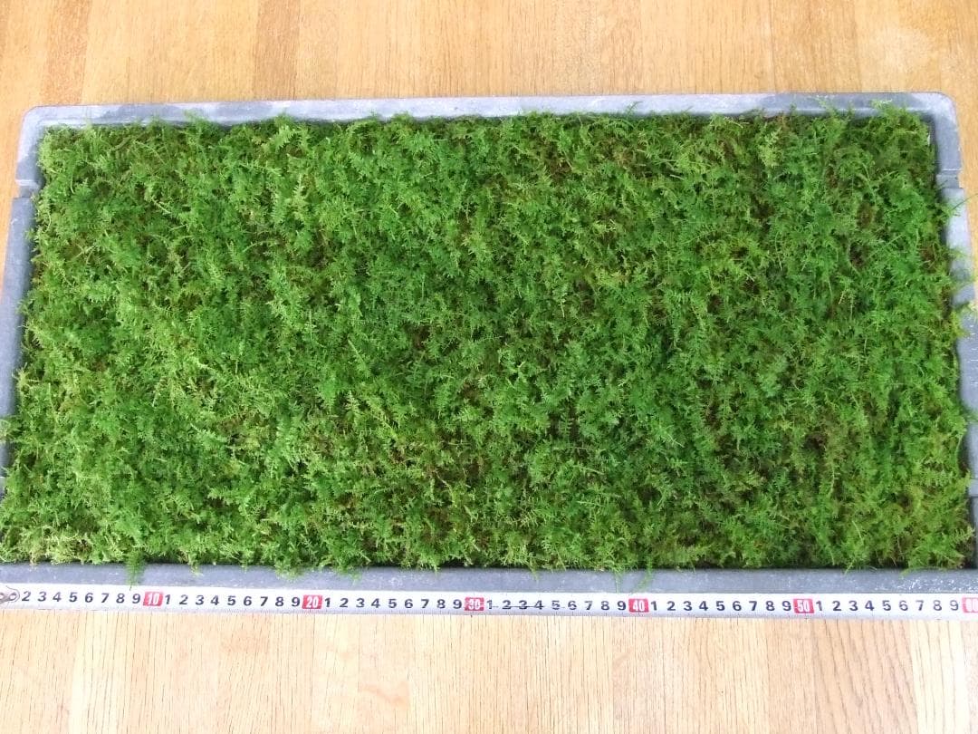 teru3　コケ各種4.5パレットとカサゴケ15本入2パック