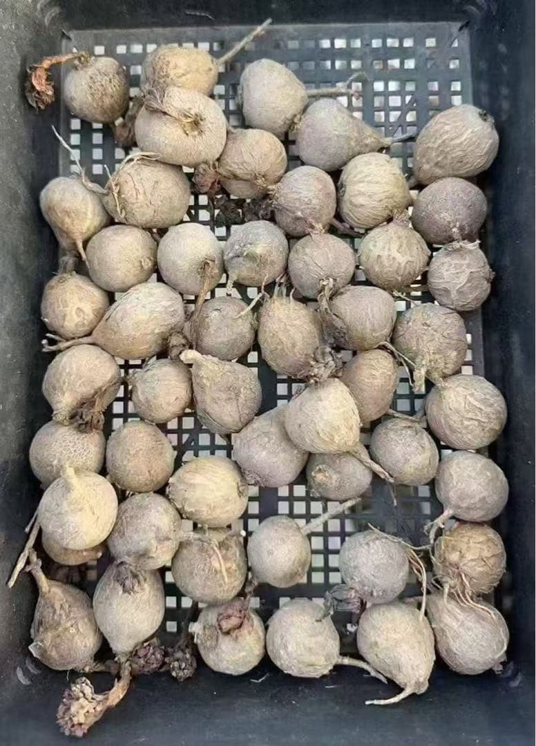 塊根　ユーフォルビア　薔薇大戟　3-4cm 1株