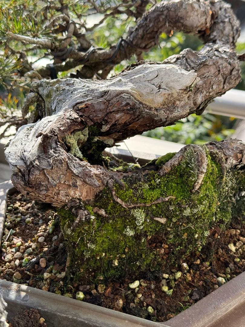 【山採り赤松】中品盆栽　黒松　杜松　真柏　楓　貴風盆栽