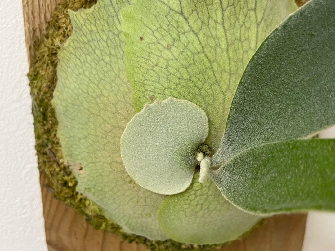 オリジナル veitchii ARS-D ベイチー oc pup トキントキン