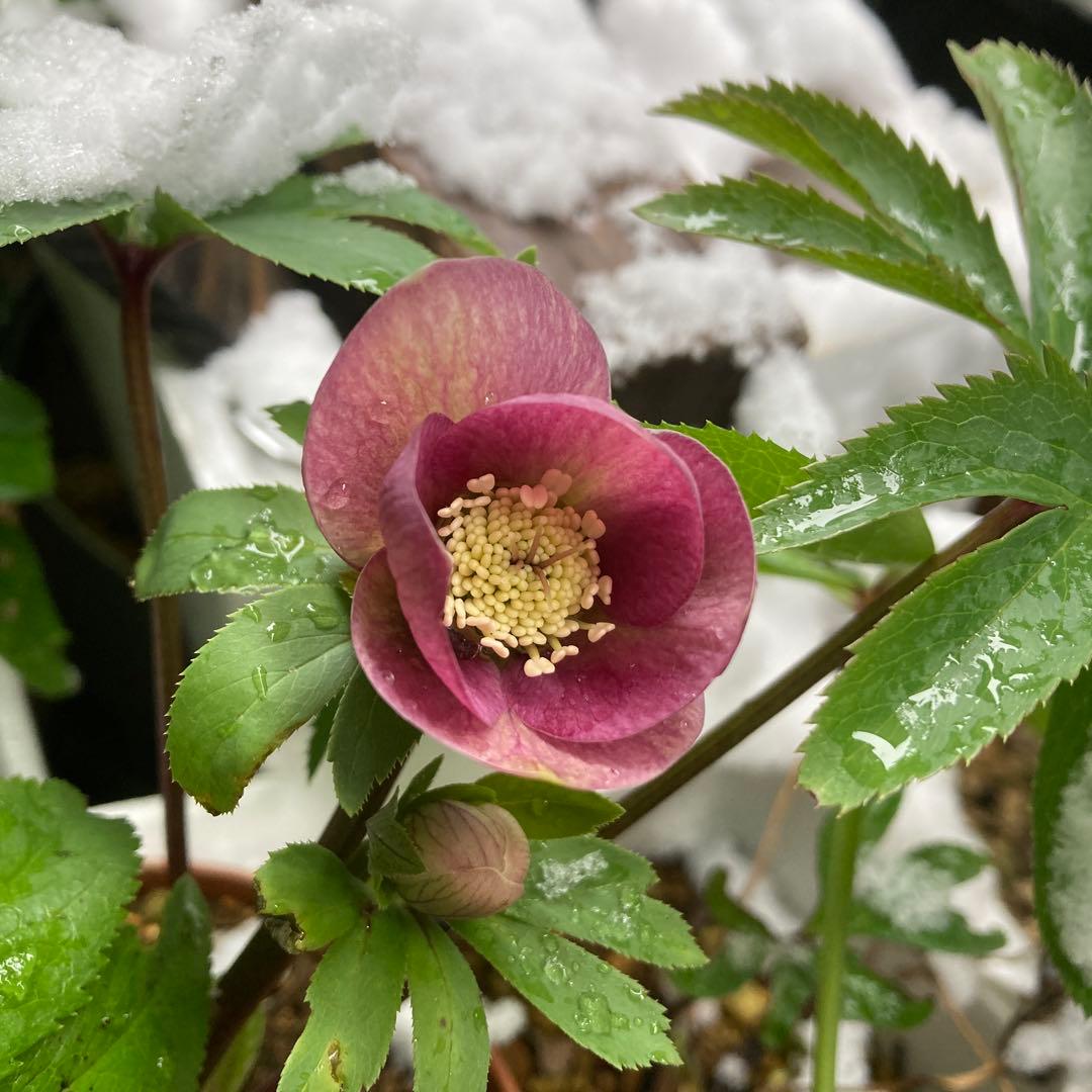 クリスマスローズ　ピンク絞り模様入り上向き咲き