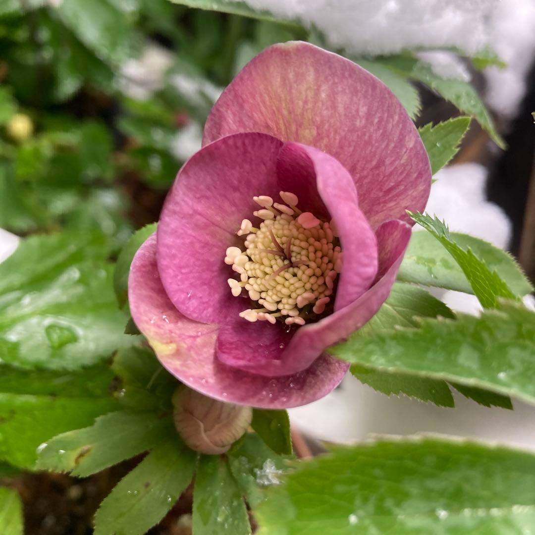 クリスマスローズ　ピンク絞り模様入り上向き咲き