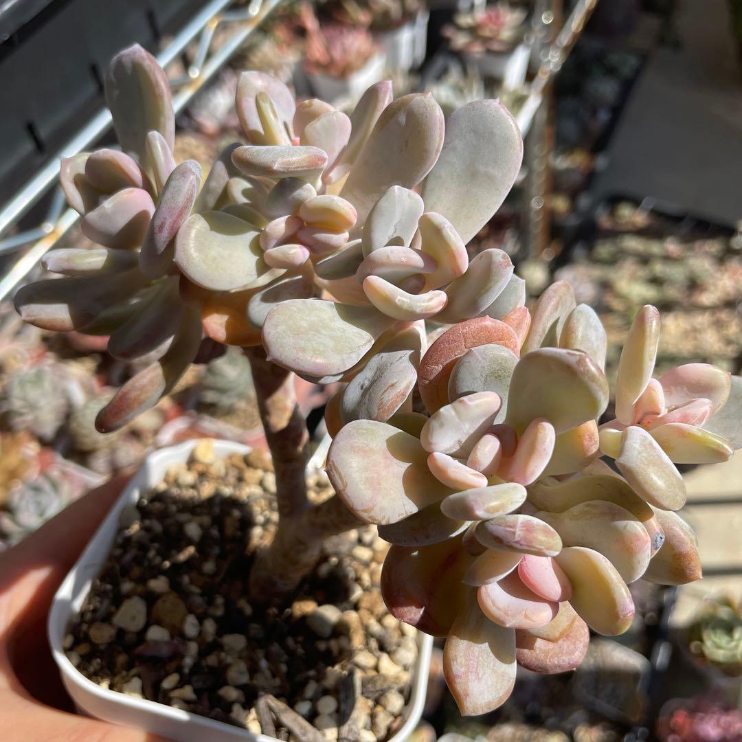 多肉植物パキフィツム　シンデレラ　抜き苗