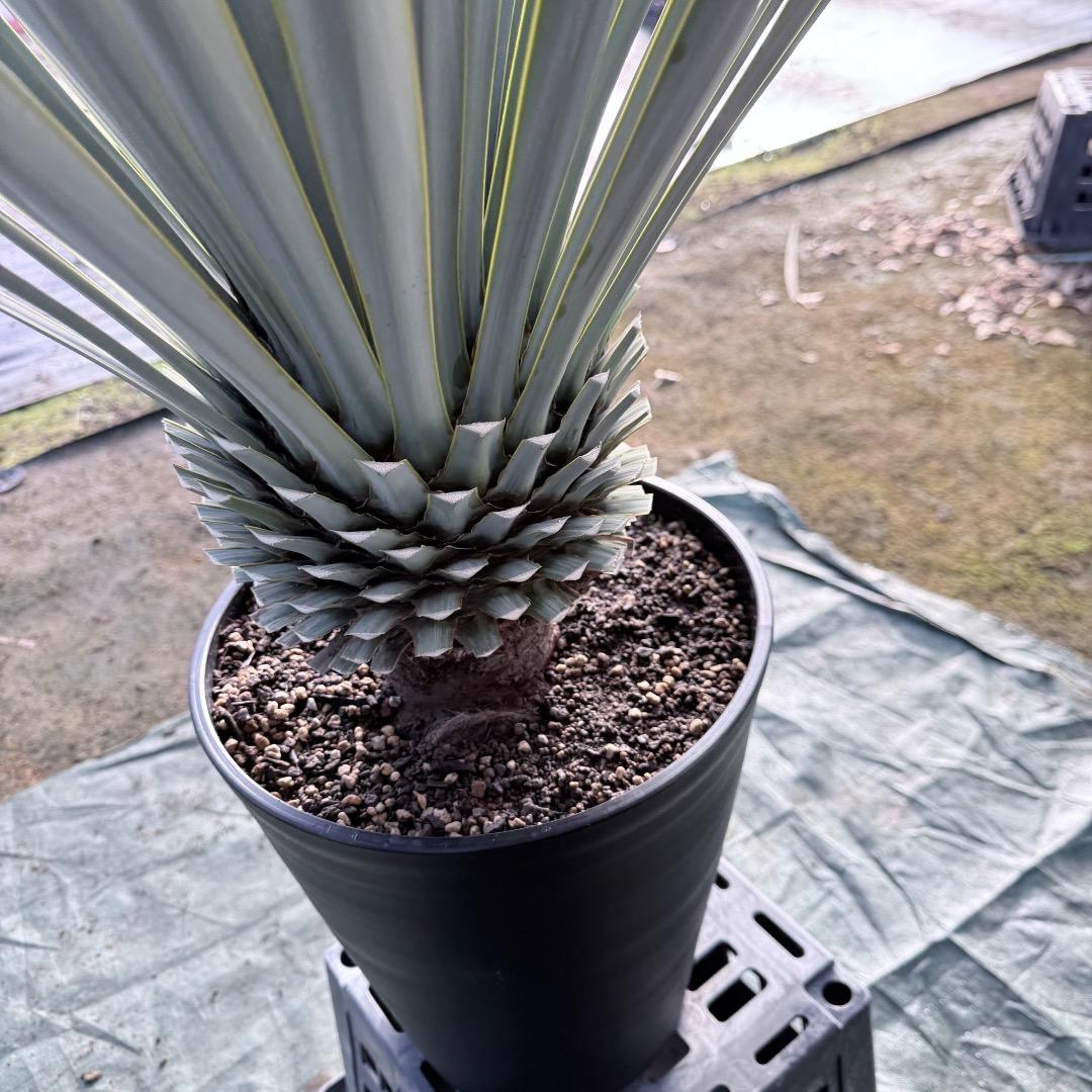 【AL1129】ユッカ　リギダ