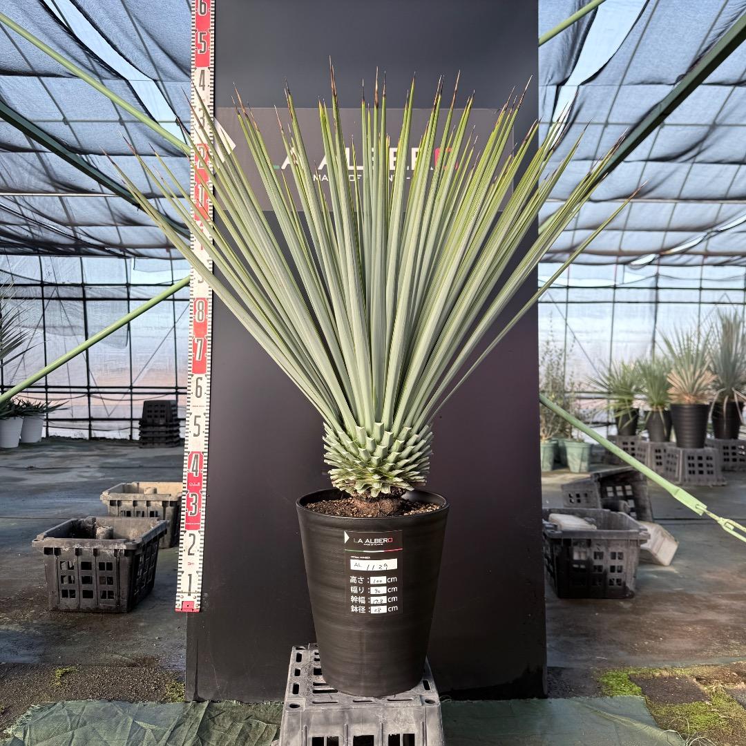 【AL1129】ユッカ　リギダ