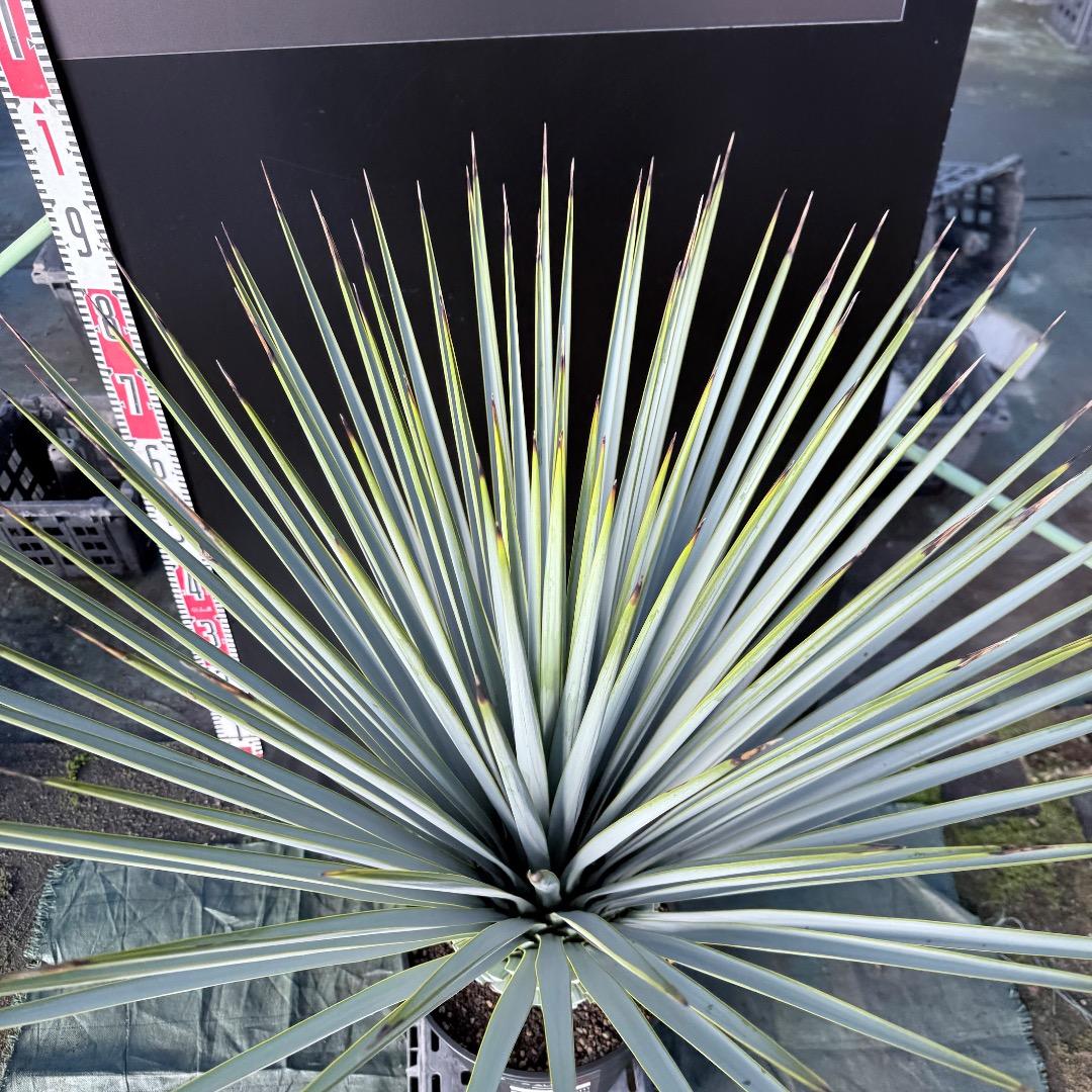 【AL1129】ユッカ　リギダ