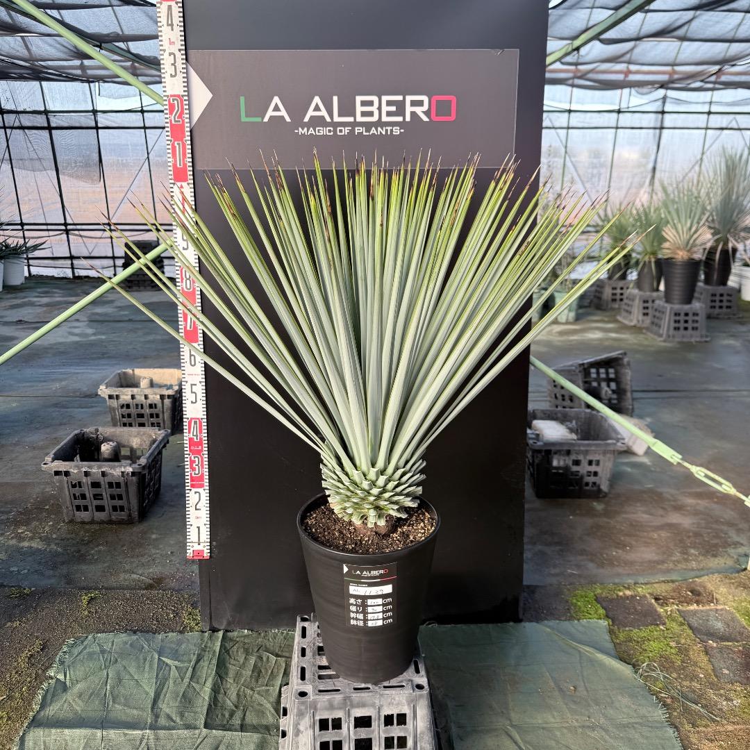 【AL1129】ユッカ　リギダ