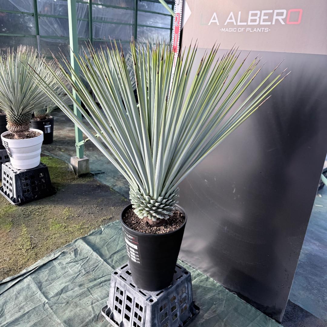 【AL1129】ユッカ　リギダ