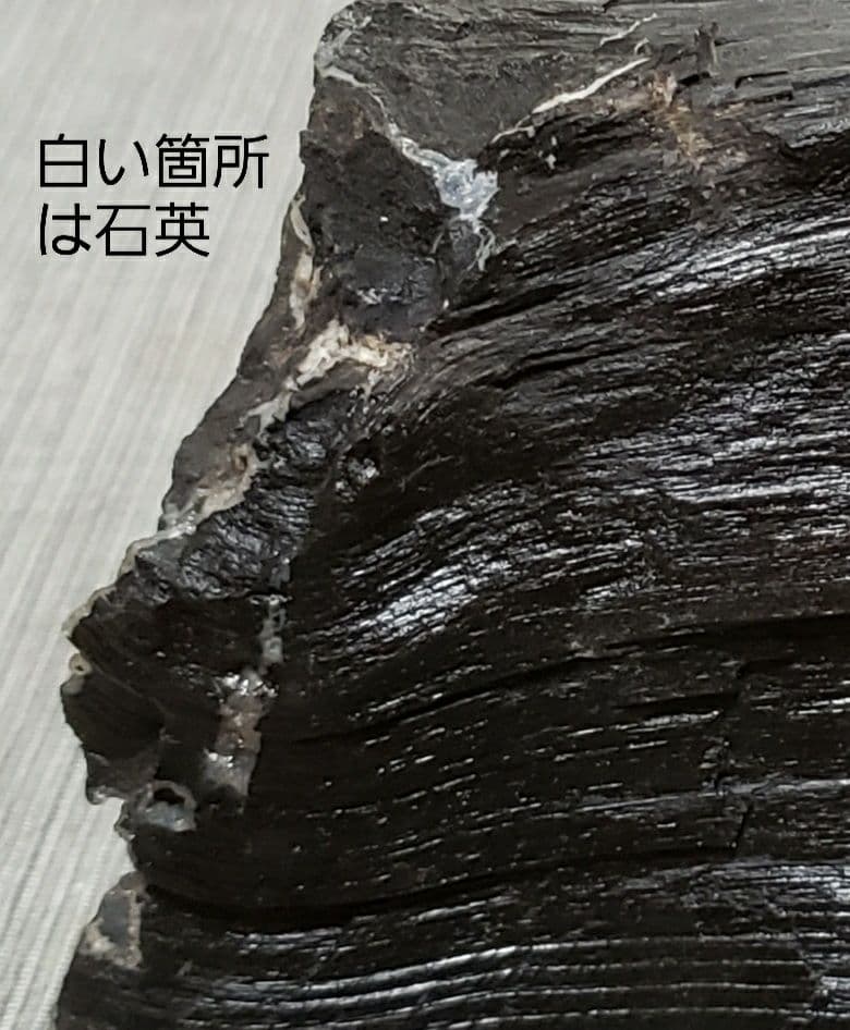 木炭化石（木化石）‼️とても珍しい‼️