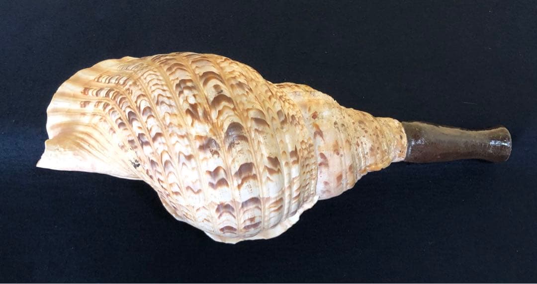 《R》法螺貝 ホラ貝 山伏 法具 和楽器 全長約39㎝　260105か4