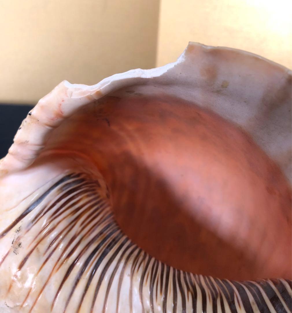 《R》法螺貝 ホラ貝 山伏 法具 和楽器 全長約39㎝　260105か4