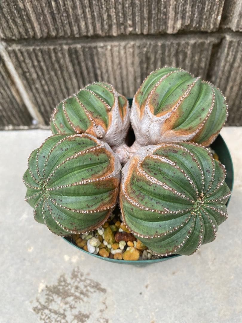 オベサ　厳選　コレクション株　4頭　白質　木質化