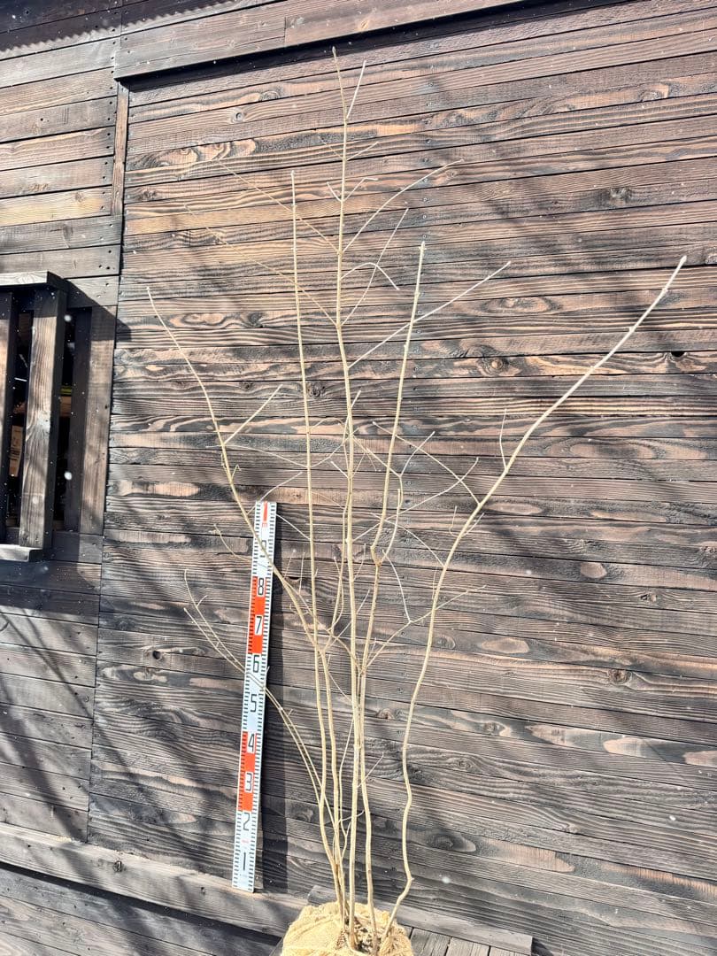 アオダモ/自生山採り【現品発送】管理70958