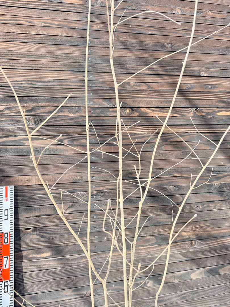 アオダモ/自生山採り【現品発送】管理70958