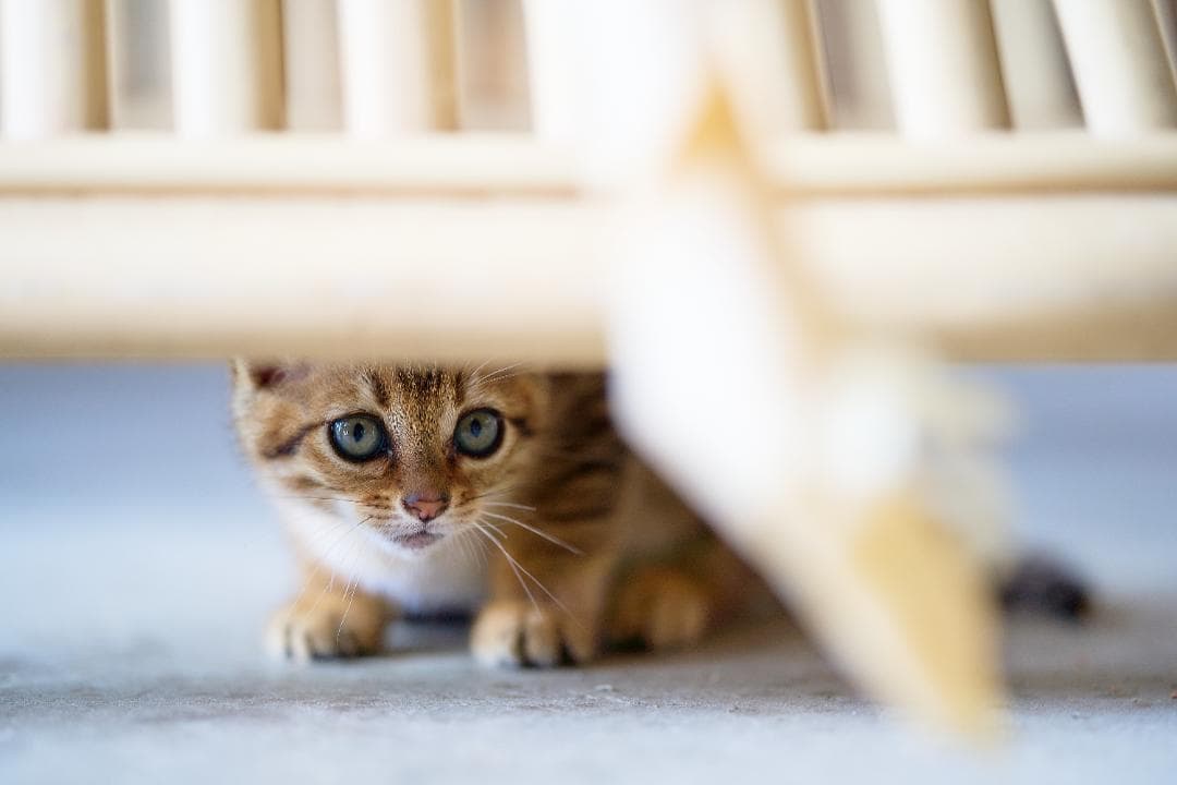 惚れるレンズ『家族が輝く奇跡のボケ味』SONY SEL135F18GM