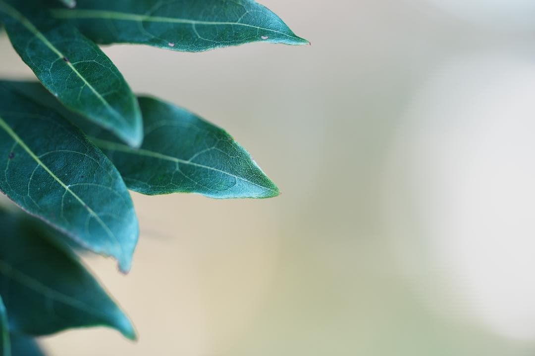 惚れるレンズ『家族が輝く奇跡のボケ味』SONY SEL135F18GM