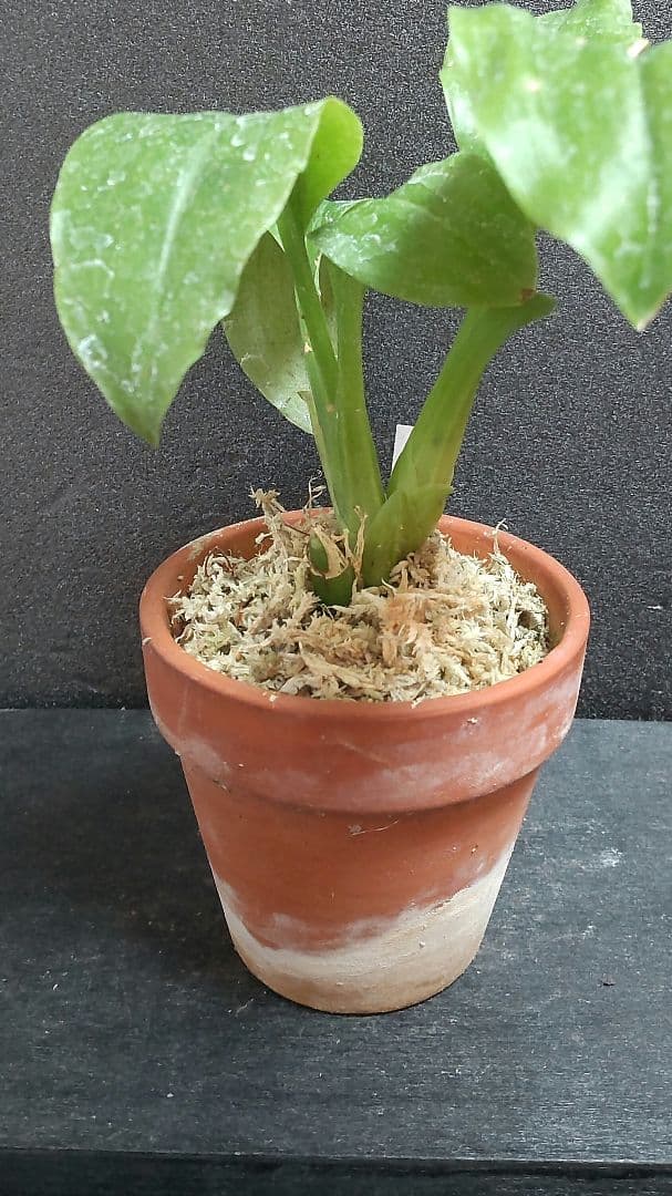 も*ん様 山野草・ホザキラン(希少種！ホザキラン)