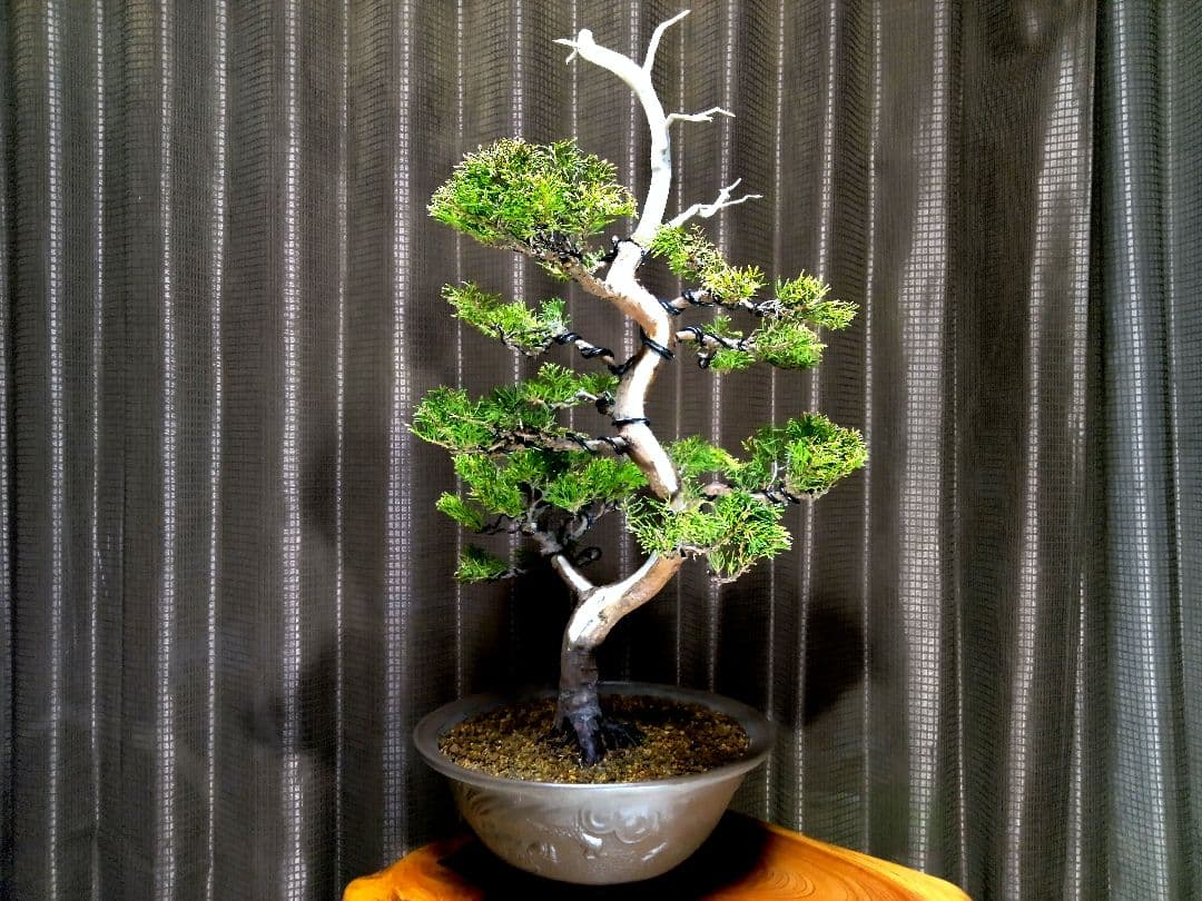 【樹高40㎝ 黄金真柏盆栽】　　★新春限定価格2026-2末★