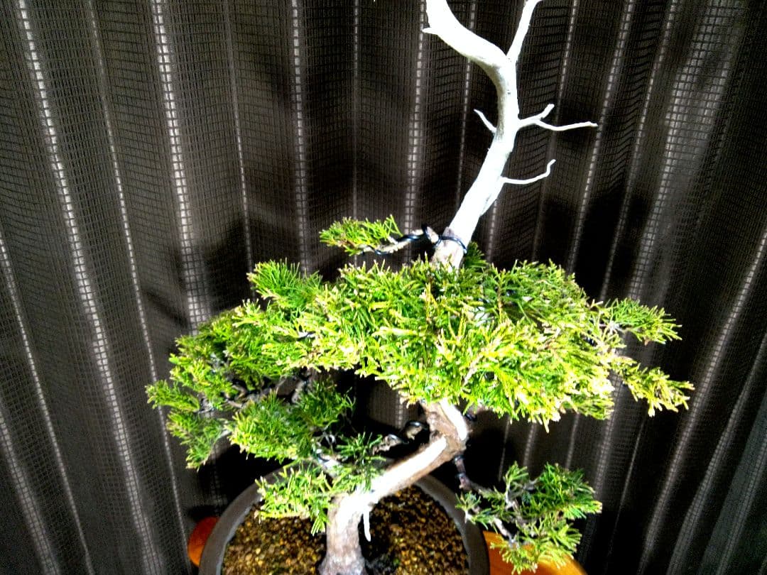 【樹高40㎝ 黄金真柏盆栽】　　★新春限定価格2026-2末★