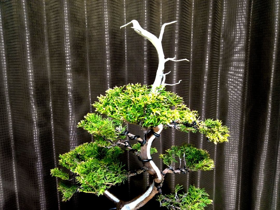 【樹高40㎝ 黄金真柏盆栽】　　★新春限定価格2026-2末★