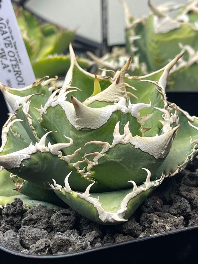 アガベ　チタノタ　ivory w.a アイボリーダブリューエー