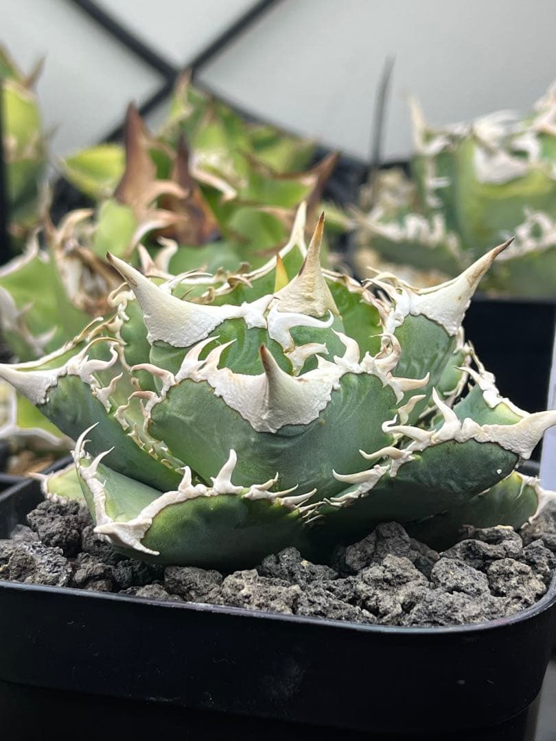 アガベ　チタノタ　ivory w.a アイボリーダブリューエー