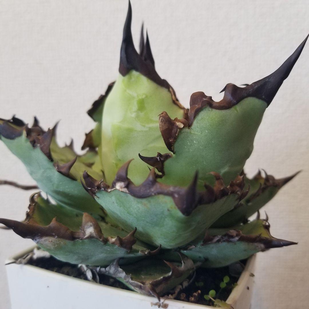 アガベ　黒棘　実生ブルー