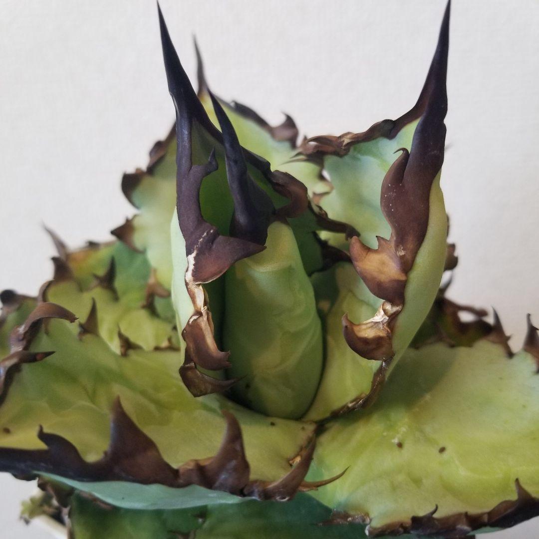 アガベ　黒棘　実生ブルー