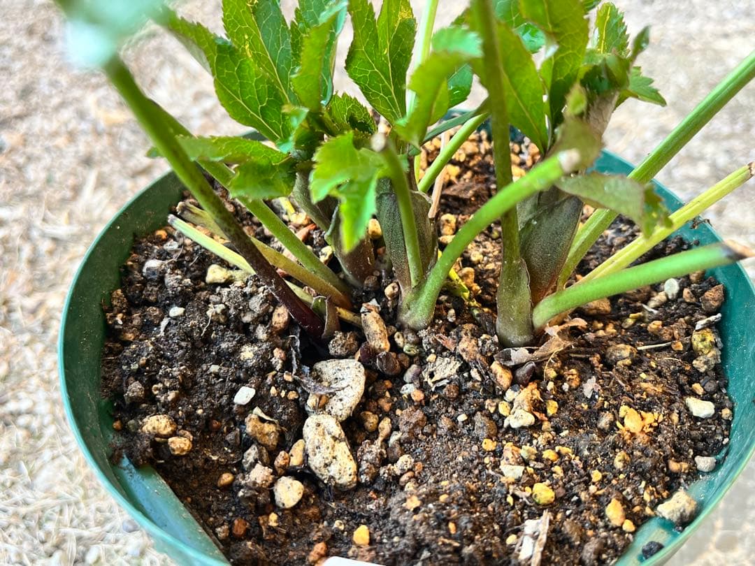 クリスマスローズ　花郷園　パピエ