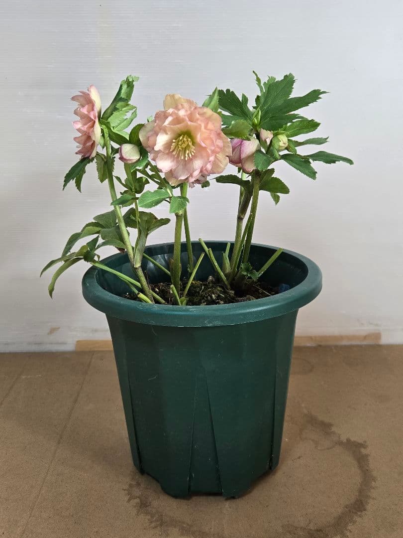 ☆クリスマスローズ☆ダブル　ライトアプリコット☆6号鉢☆