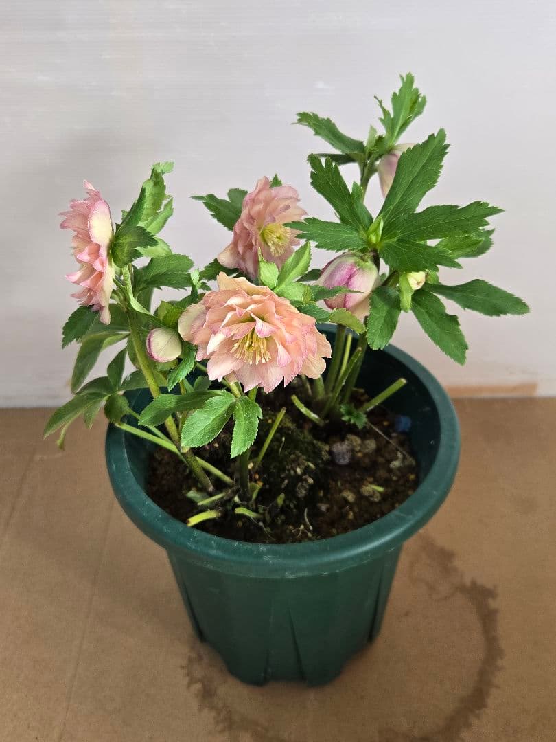 ☆クリスマスローズ☆ダブル　ライトアプリコット☆6号鉢☆