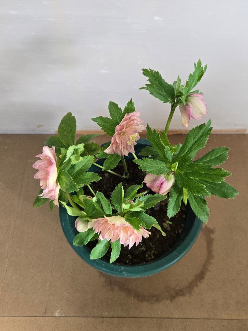 ☆クリスマスローズ☆ダブル　ライトアプリコット☆6号鉢☆