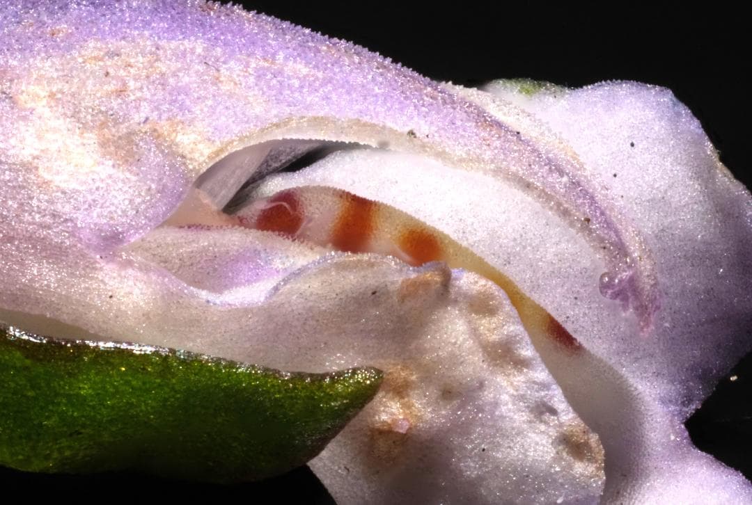 キャノン マクロフォトレンズ 35mm RMS&FDマウント ベローズセット