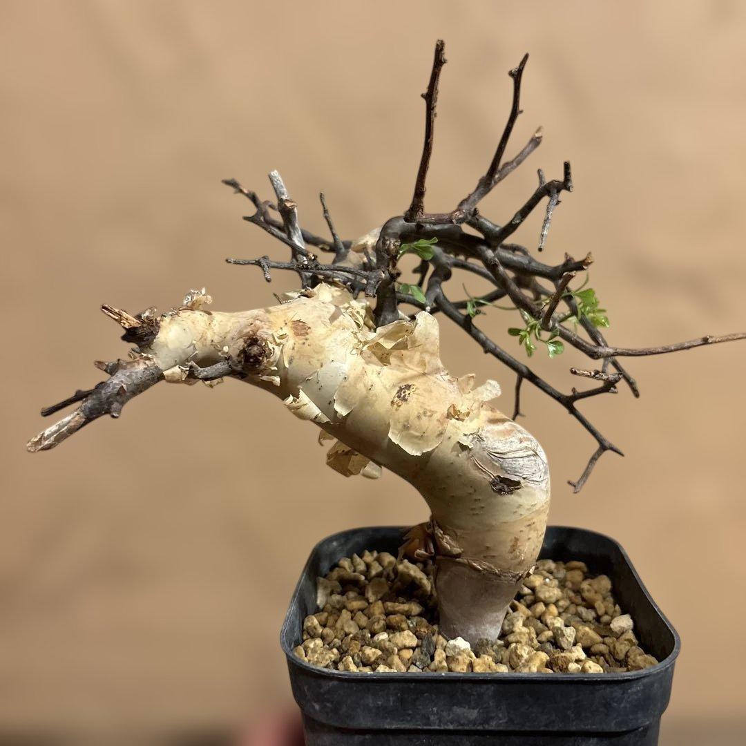 【発根済】Bコミフォラカタフ ピュア ソマリア産