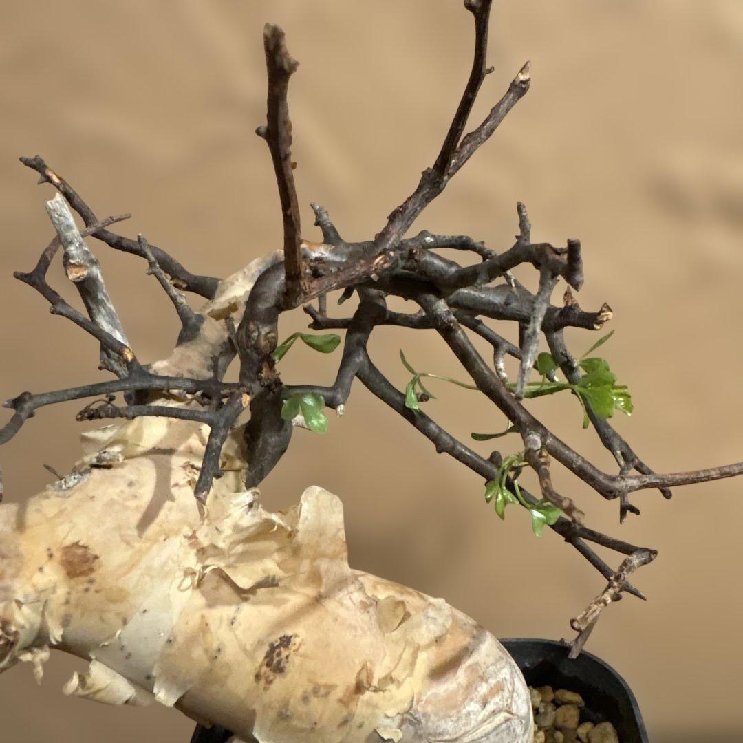 【発根済】Bコミフォラカタフ ピュア ソマリア産