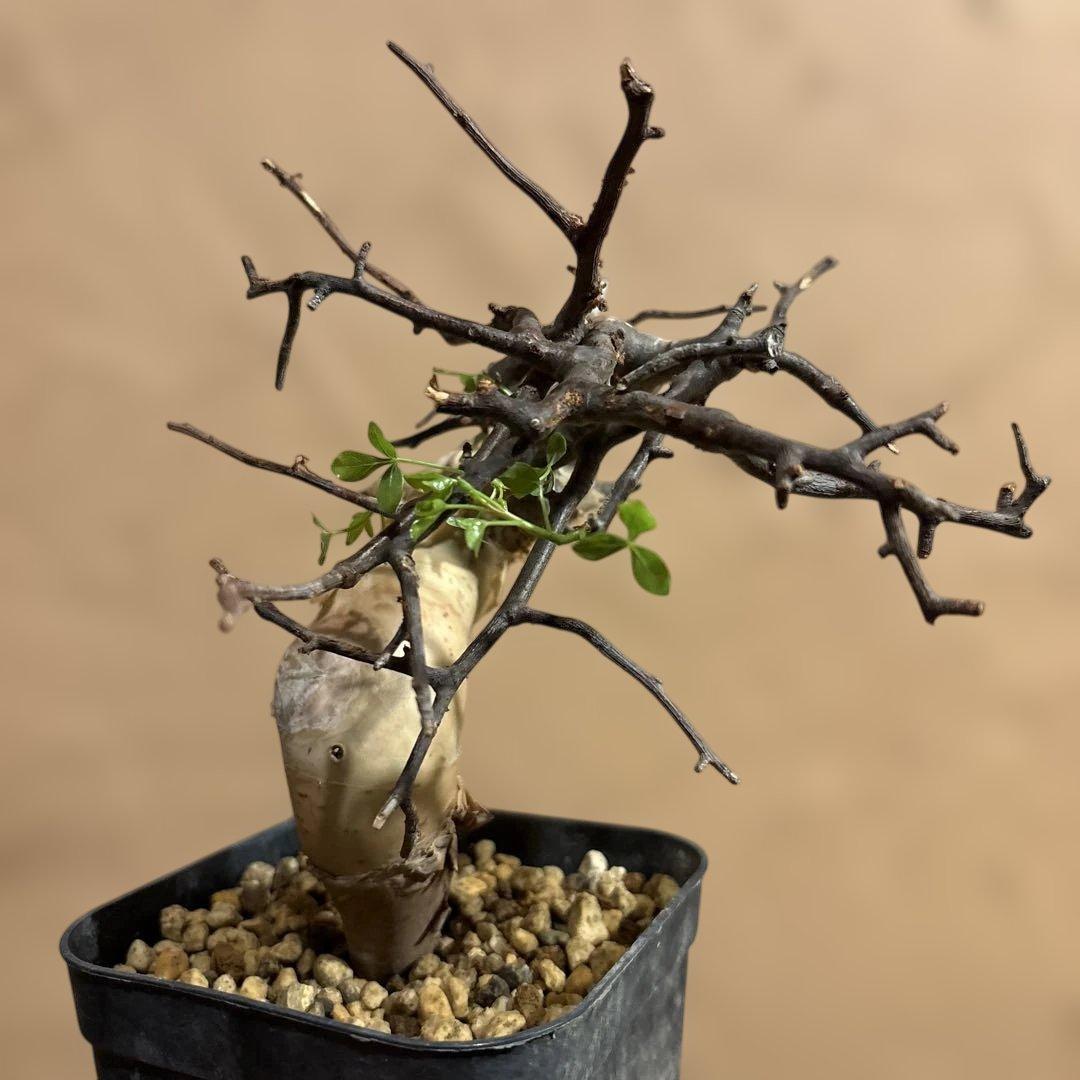 【発根済】Bコミフォラカタフ ピュア ソマリア産