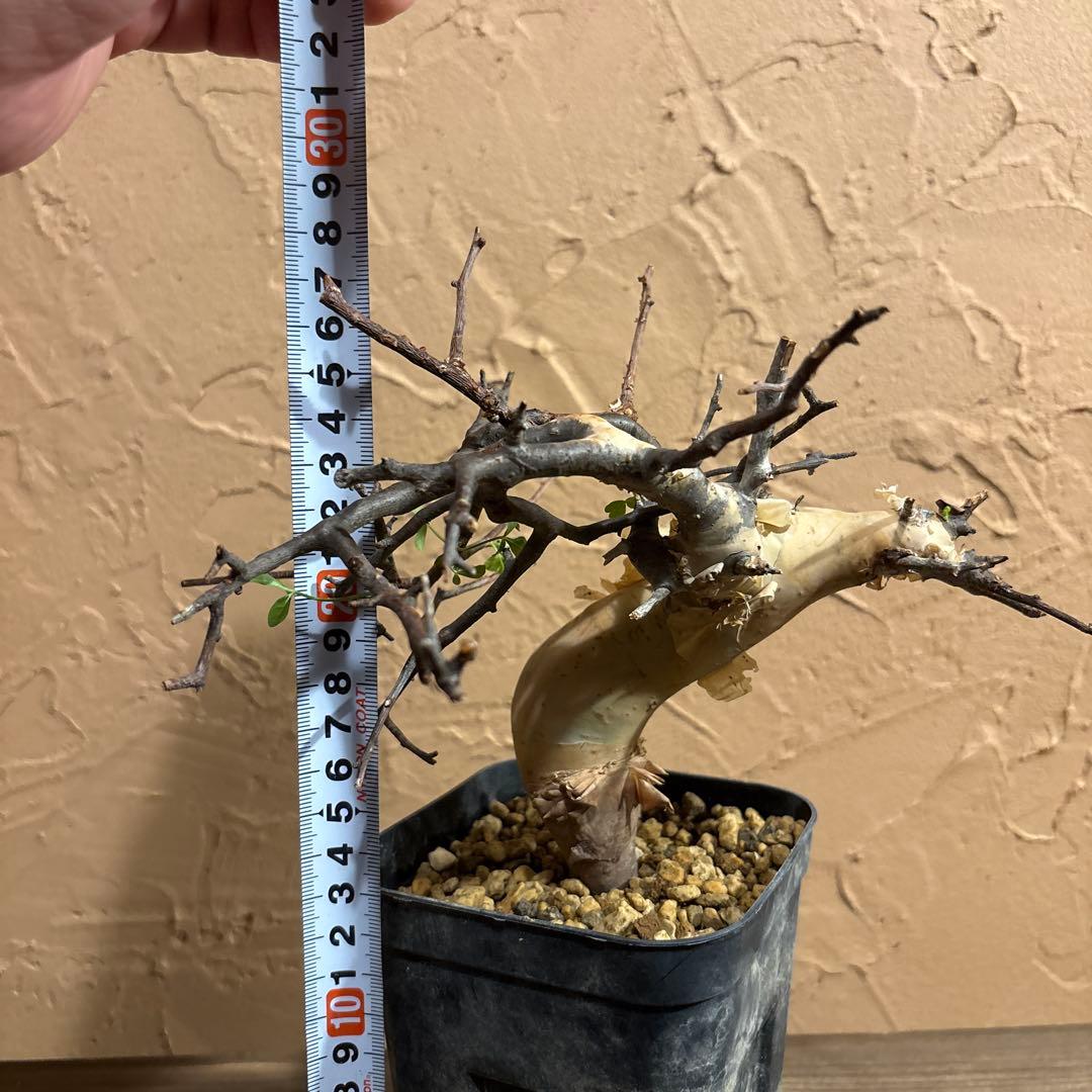 【発根済】Bコミフォラカタフ ピュア ソマリア産