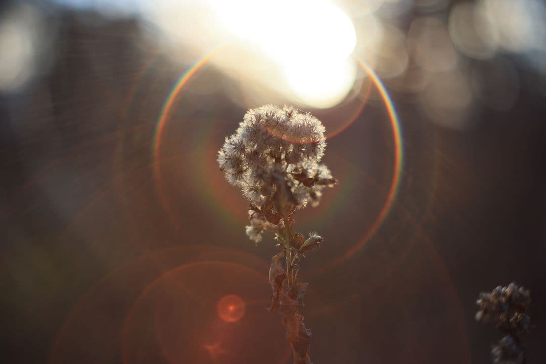 Super-Takumar 55mm F1.8 後期型 S/N：3686963