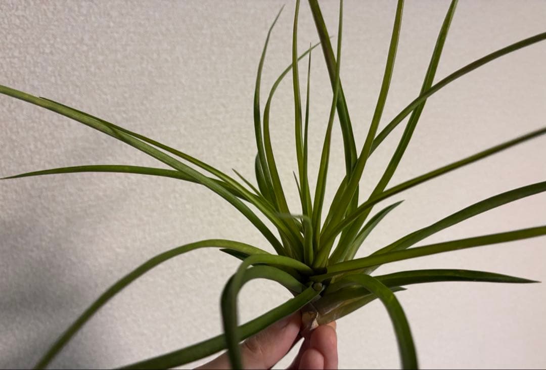 Tillandsia cyanea ‘White' T'S TROPICALS