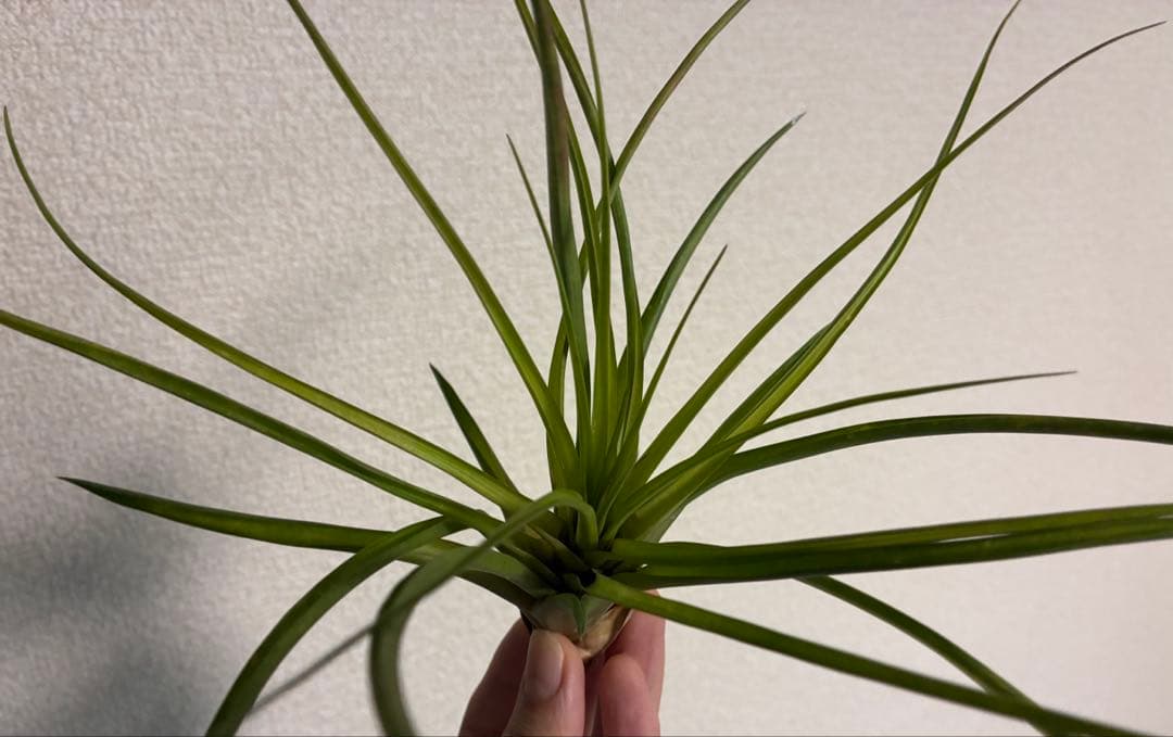 Tillandsia cyanea ‘White' T'S TROPICALS