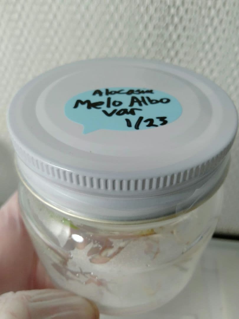 あ*き様 アロカシア メロ アルボ 斑入り